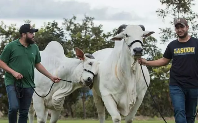 Henrique e Juliano com sua criação de gado (Foto Reprodução/Internet)
